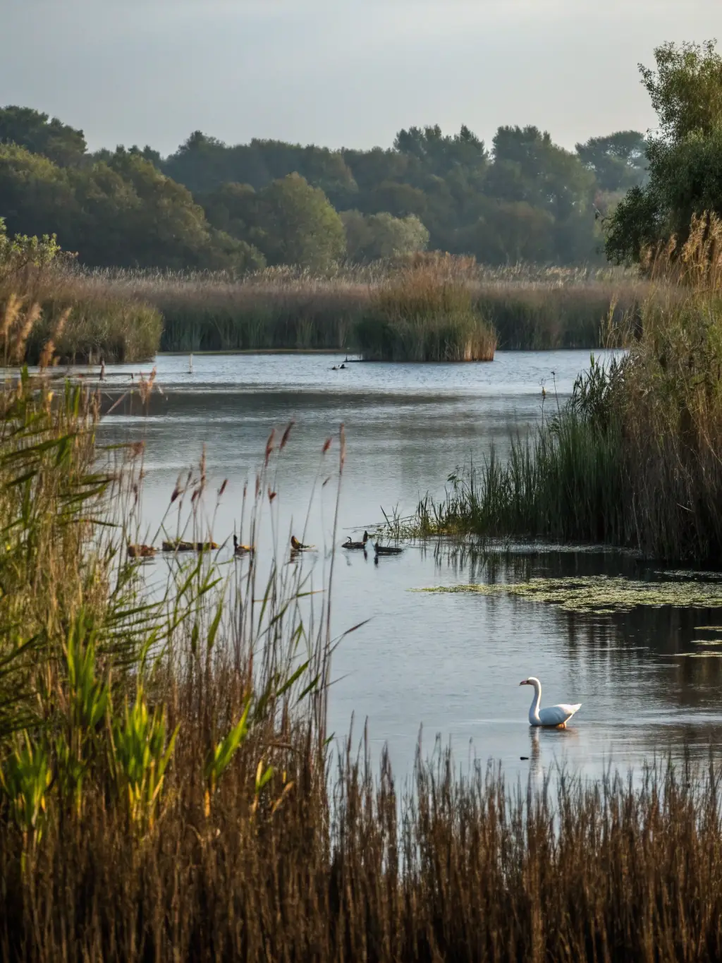 A scenic image of a restored wetland habitat, highlighting the diverse flora and fauna that benefit from the organization's habitat restoration efforts.