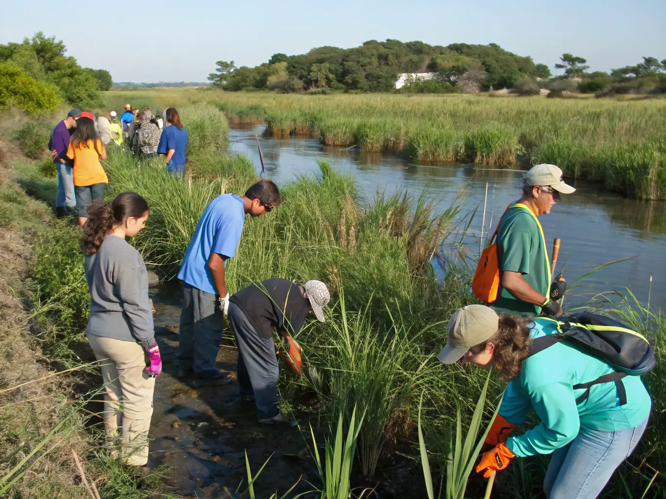 A photograph showing members of the SOCIETE COMMUNALE DES CHASSEURS removing invasive plants from a local wetland area, highlighting their ecosystem management efforts.